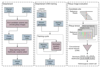 the DeepVariant model