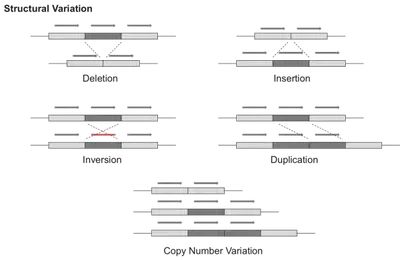 structural variation